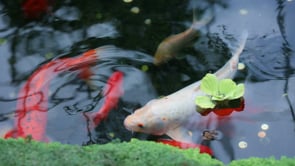 Related Embedded Video Item Thumbnail