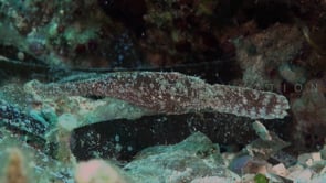 0886_Brown seagrass ghost pipefish close up