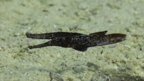 1215_Two brown sea grass ghost pipefish close up