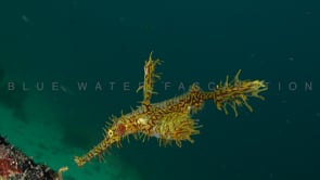 1625_yellow harlequin ghost pipefish close up