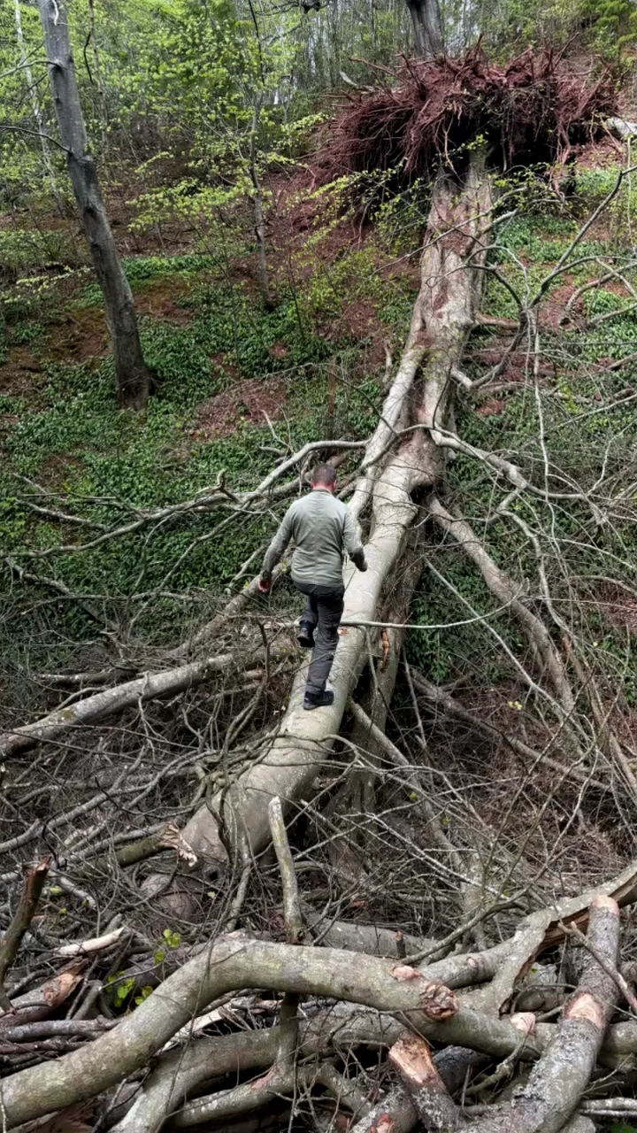 Tree tops
