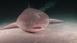 0335_tawny nurse shark open mouth close up at night