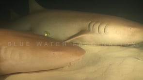 0336_close up of two tawny nurse sharks with pilot fish