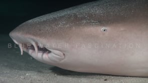 0926_Tawny nurse shark super close up at night