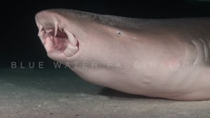 0927_Tawny nurse shark close up open mouth