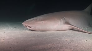 0334_tawny nurse shark