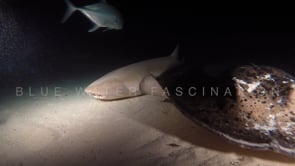 0928_Tawny nurse shark and black spotted stingray
