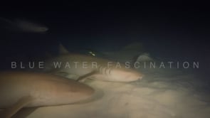 0929_two tawny nurse shark and stingray at night