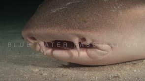 0933_close up of mouth and nostrils tawny nurse shark