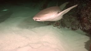 1094_scuba divers feeding two tawny nurse sharks