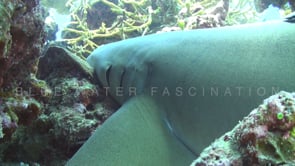 1096_tawny nurse shark gills