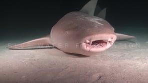 1095_tawny nurse shark closing eye