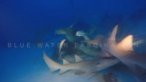 1098_many tawny nurse sharks feeding at dusk