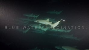 1099_tawny nurse sharks swimming in open water at night