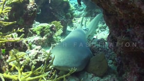 1101_tawny nurse shark on coral reef