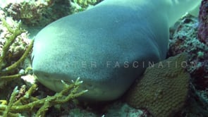 1102_tawny nurse shark on coral reef close up