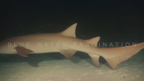 1104_tawny nurse shark swimming over reef at night