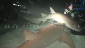 1106_Scuba divers stroking tawny nurse shark at night