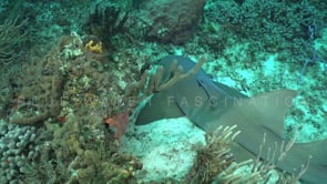 1472_nurse shark swimming over reef