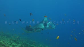 0039_Two Manta rays swimming over coral reef
