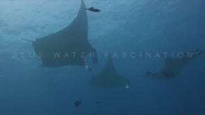 0288_Manta rays feeding with summersault
