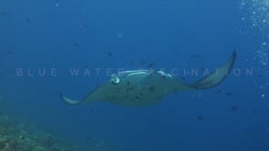 0290_Manta ray and many cleaner fish