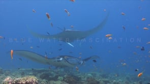 0291_two Manta rays close up on coral reef