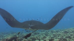 0292_Manta ray and cleaner fish