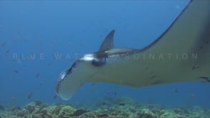 0293_manta ray close up