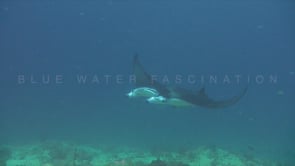 0294_Manta ray and pilot fish