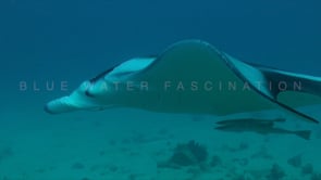0295_manta ray passing close in front of camera