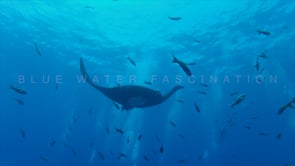 0412_manta ray silhouette