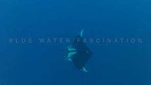 0413_manta ray filmed from above