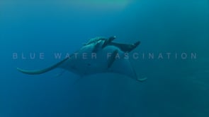 0414_two manta rays swimming towards camera