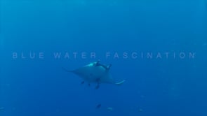 0418_manta ray socorro