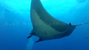 0419_manta ray passing in front of the camera