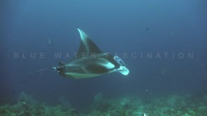 0510_Manta ray from top