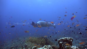 0511_Manta ray swimming over coral reef