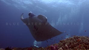 0568_manta on coral reef