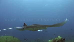 0817_manta ray on cleaning station
