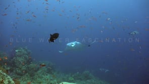 0818_two manta rays coral reef