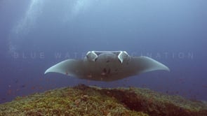 0819 _manta ray hovering over coral reef