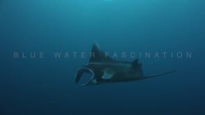 0820_manta ray in the blue