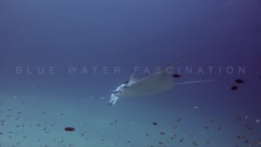 0935_manta ray swimming over sandy reef with reef fishes