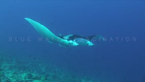 0936_manta ray swimming into the blue
