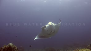 1206_manta ray turning over coral reef