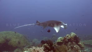 1207_manta ray on cleaning station