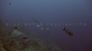 1208_manta ray swimming up coral reef