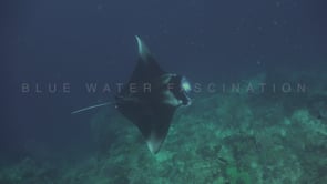 1209_manta ray swimming along coral reef