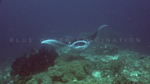 1210_manta rays feeding on coral reef